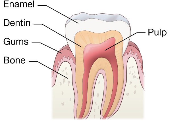 Normal-tooth_1